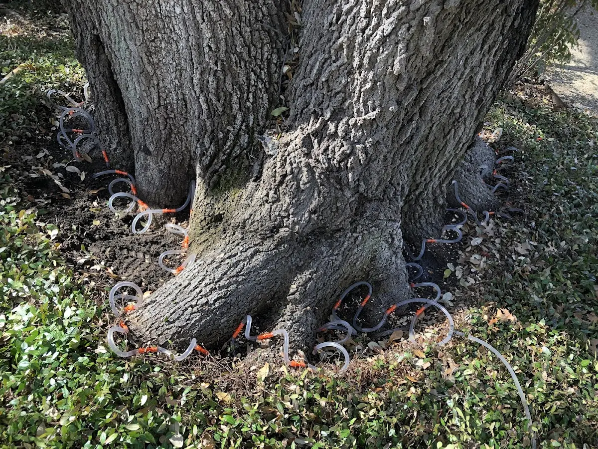 Detailed Tree Cabling and Bracing job site in North Las Vegas