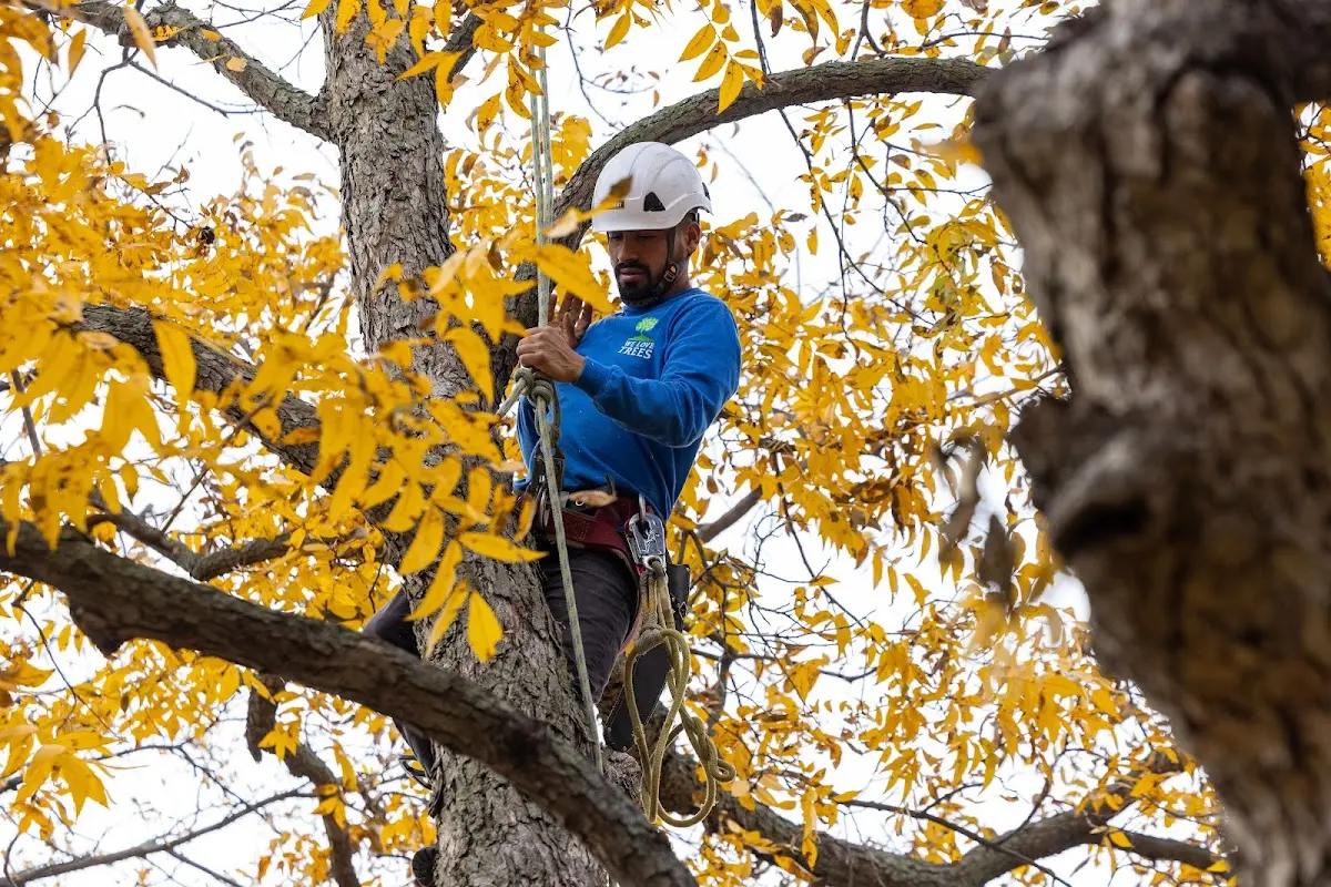 Skilled Tree Pruning crew working in North Las Vegas