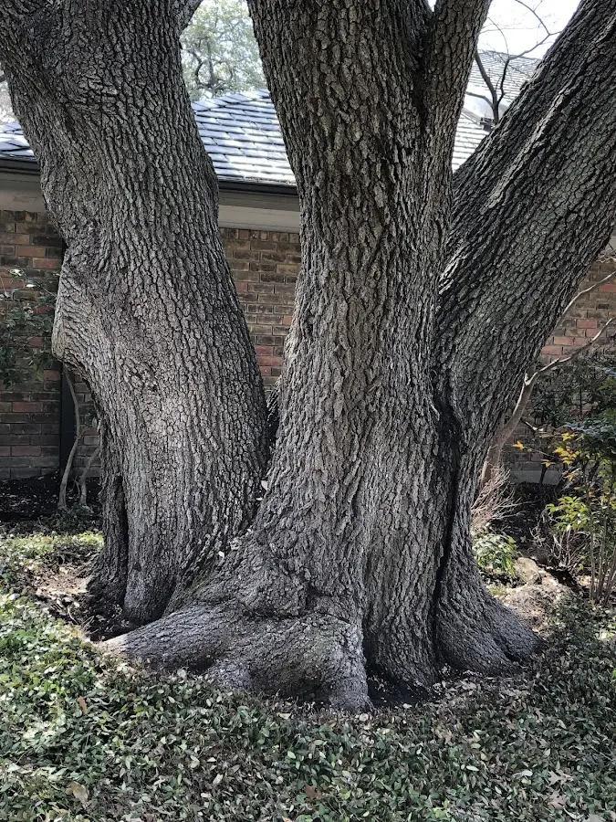 Mature heritage tree close to a North Las Vegas property cared for by certified arborists